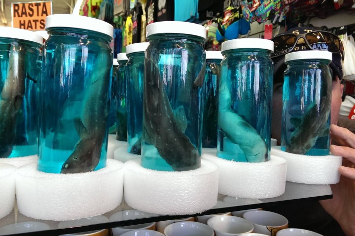 Miami Beach Commissioners Ask Stores to Stop Selling Dead Sharks in Jars